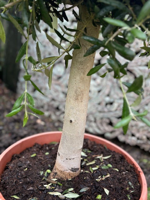 Medium sized Spanish Olive Tree - 23 Ltr