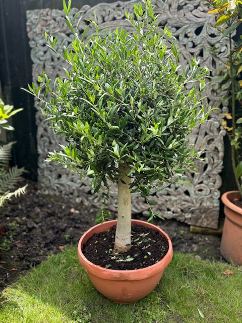 Medium sized Spanish Olive Tree - 23 Ltr