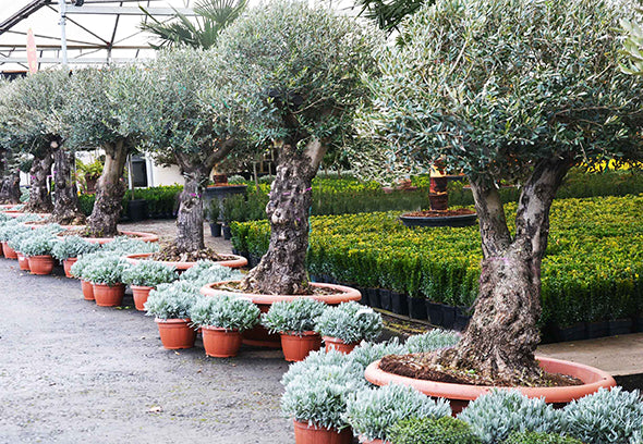 Ancient Large Olive Trees - Price on request