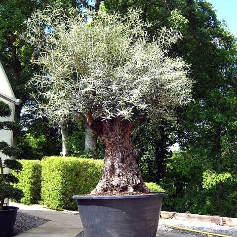 Ancient Large Olive Trees - Price on request