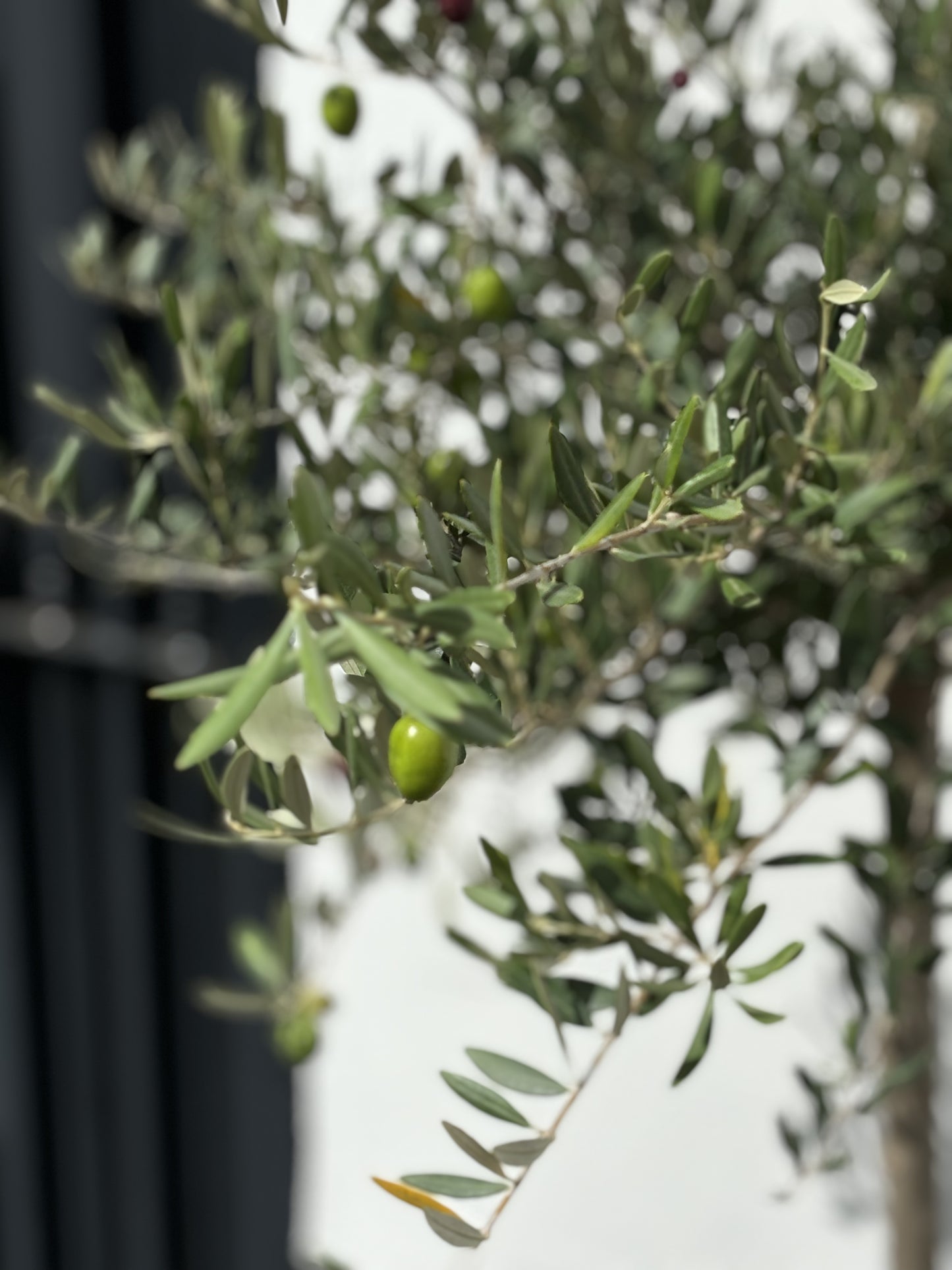 Tall Fruiting Olive Tree