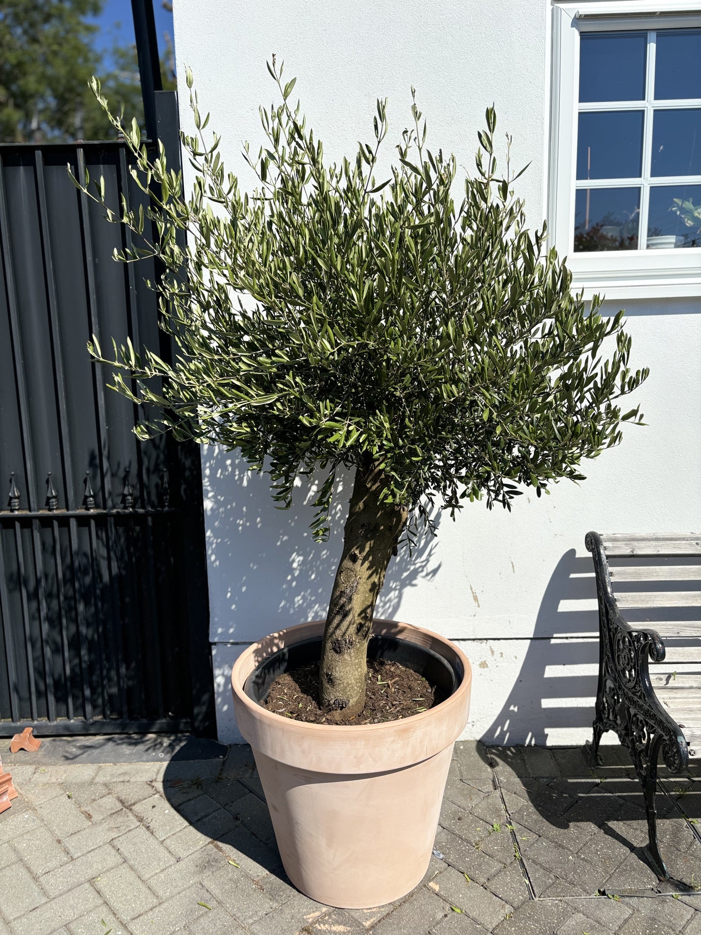 1.8+m Mature Compact Spanish Olive Tree (70 Litre)