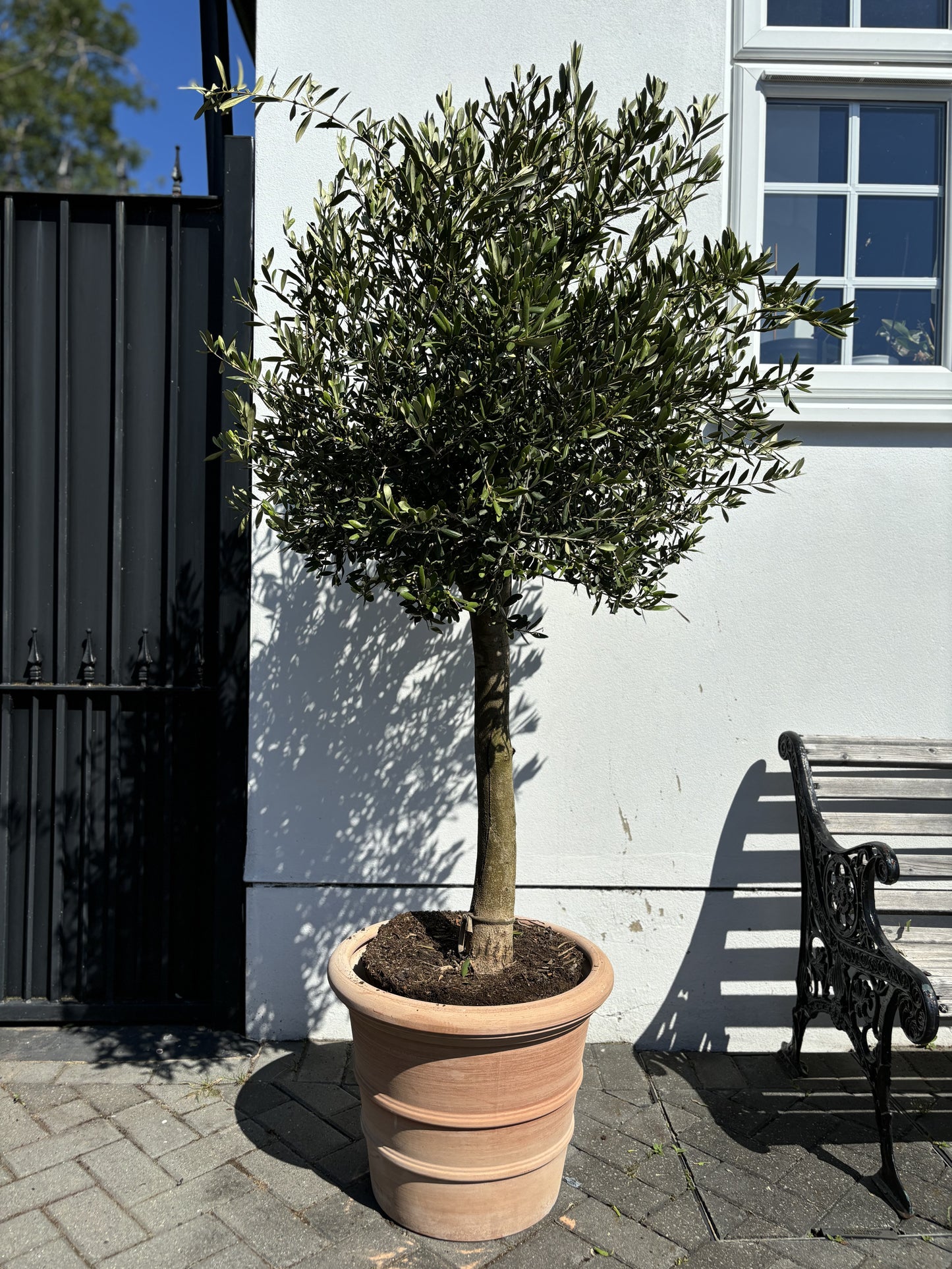 1.7m+ Spanish Olive Tree