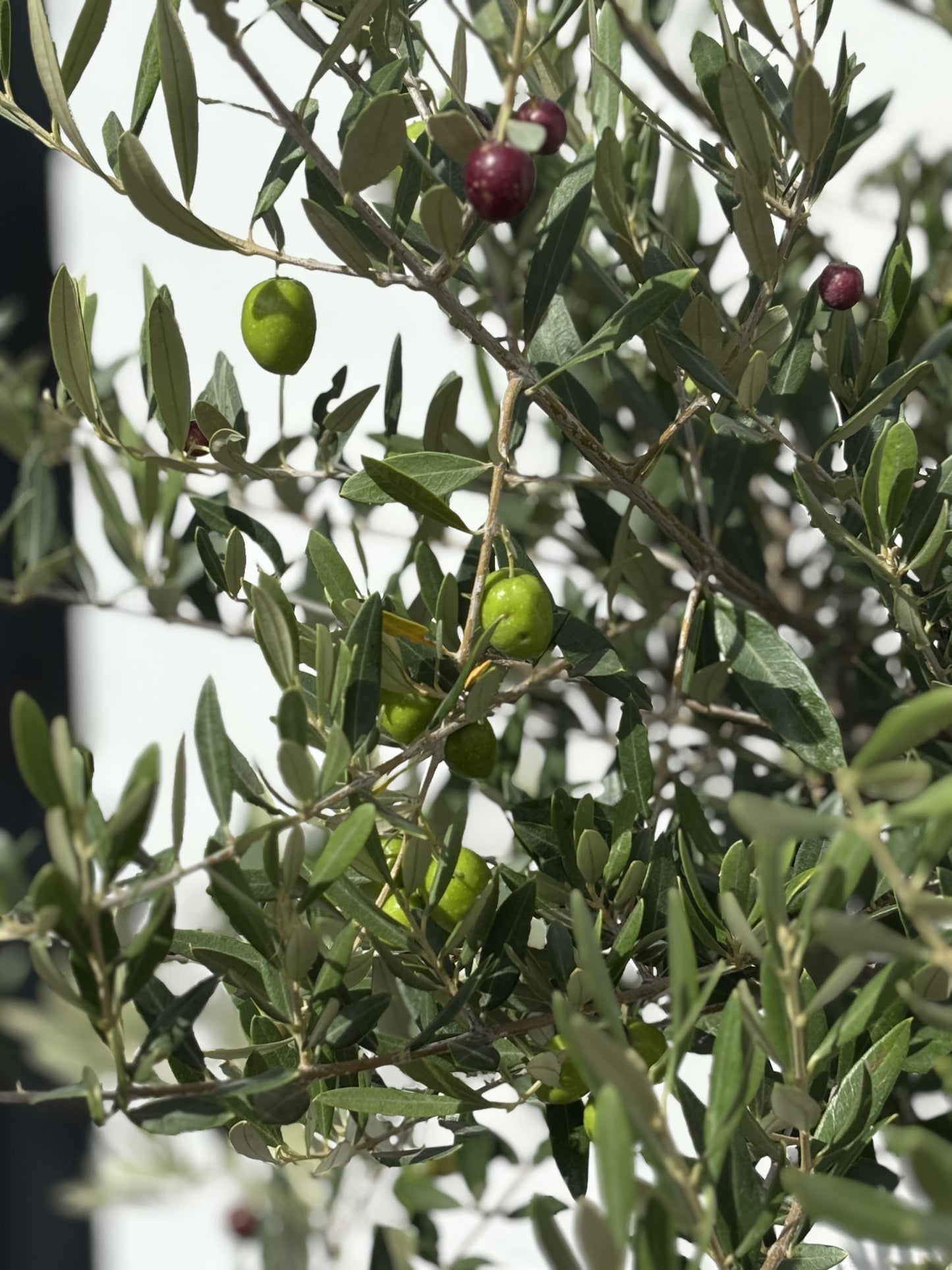 Tall Fruiting Olive Tree