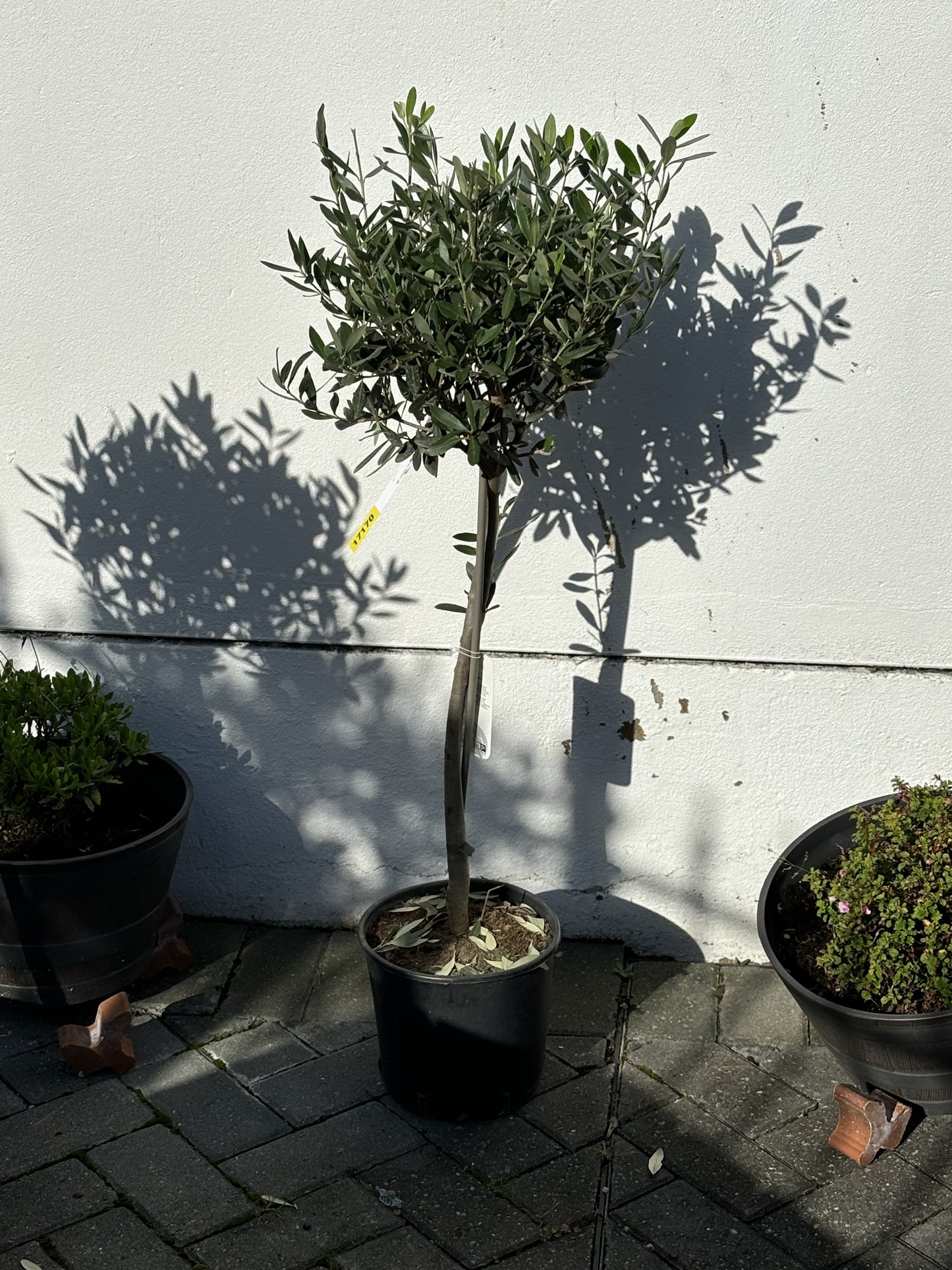 1m Tall Spanish Fruiting Olive Tree