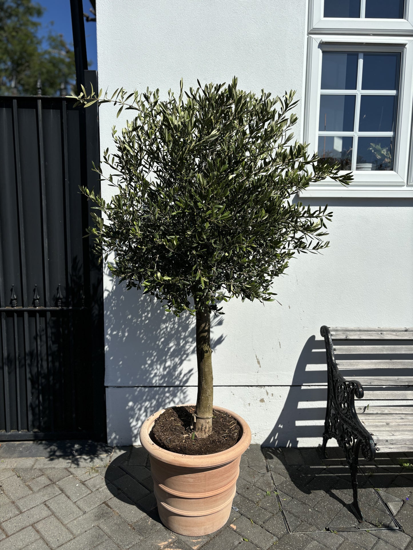 1.7m+ Spanish Olive Tree