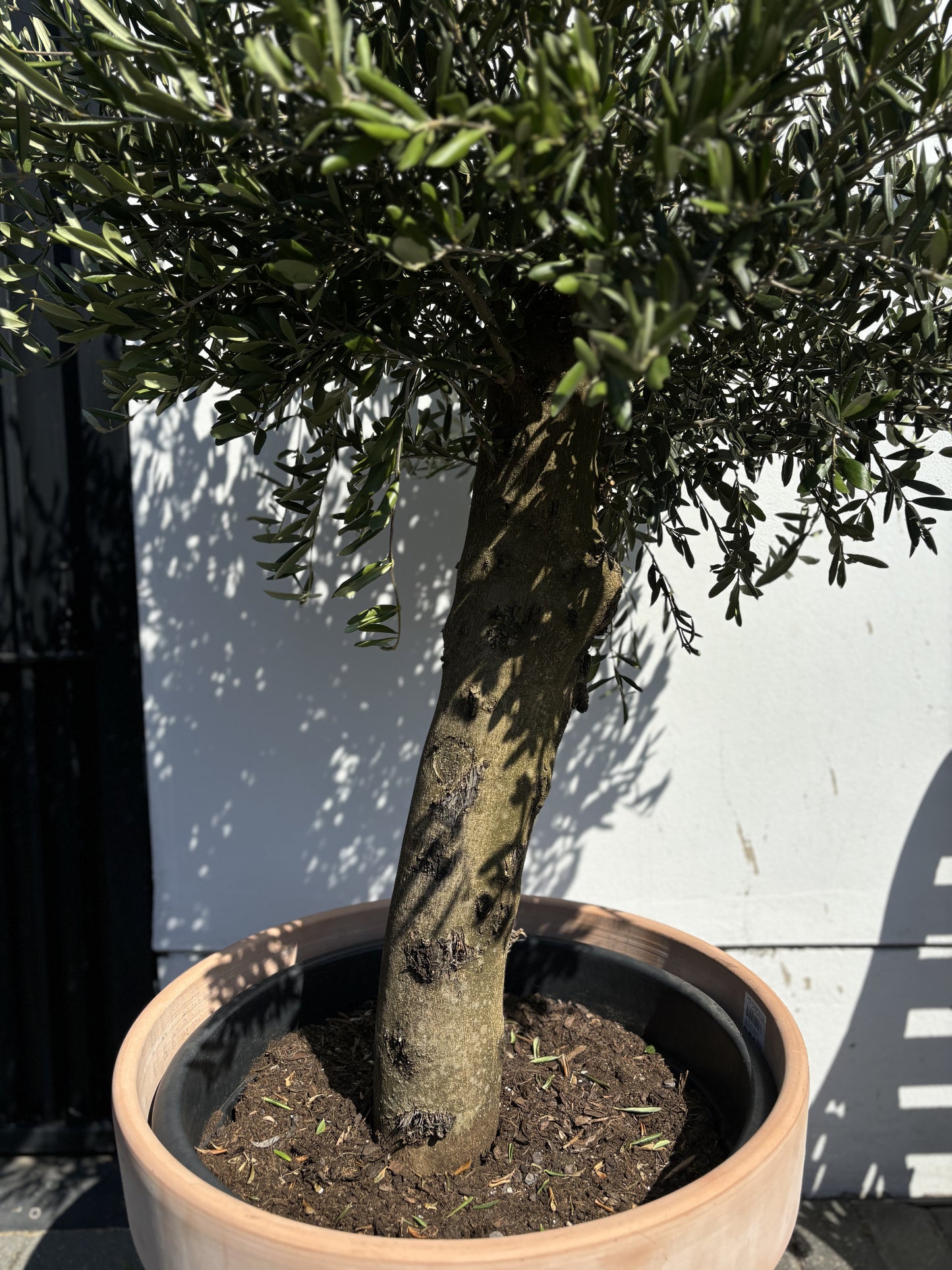 1.8+m Mature Compact Spanish Olive Tree (70 Litre)