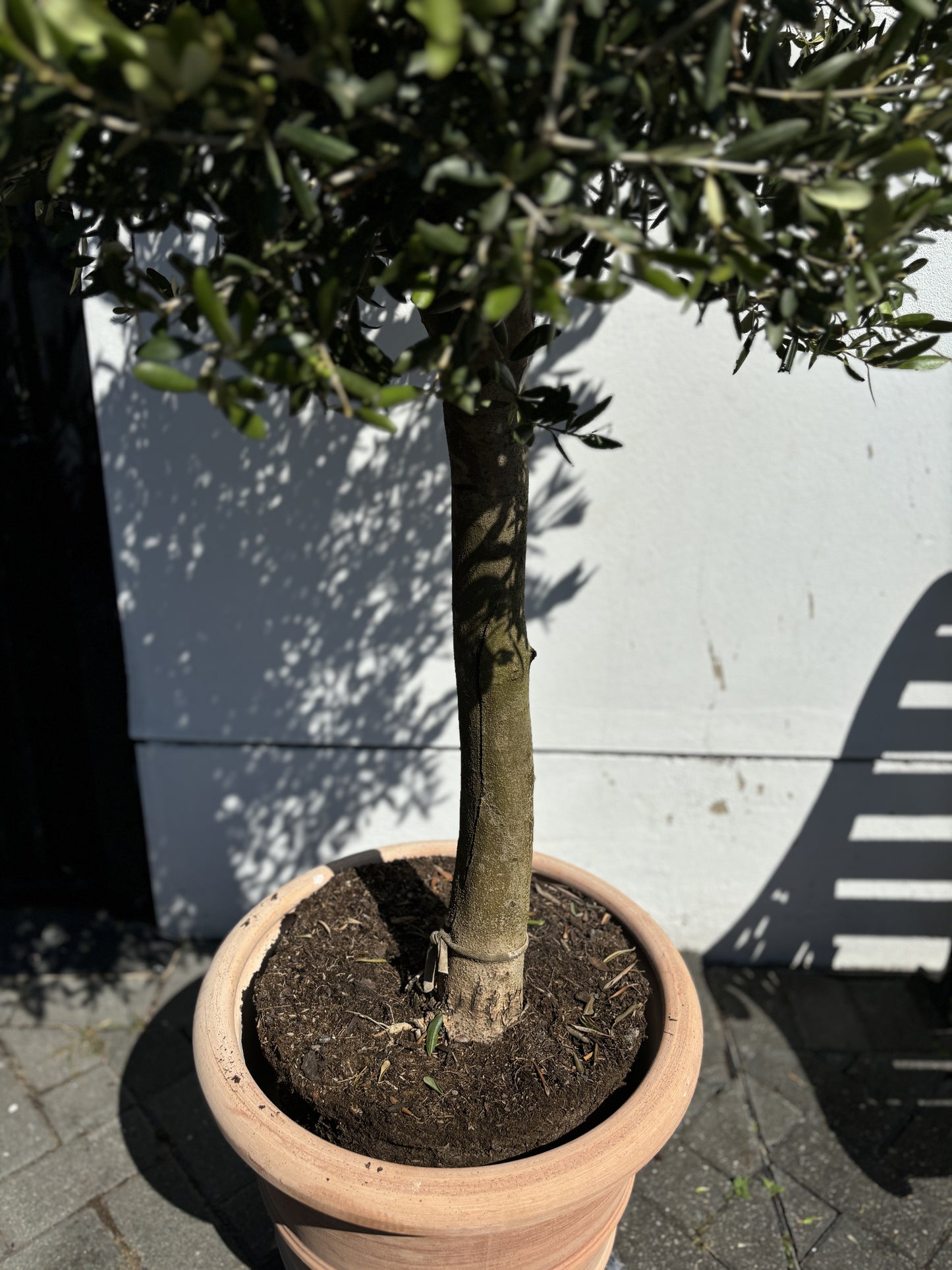 1.7m+ Spanish Olive Tree