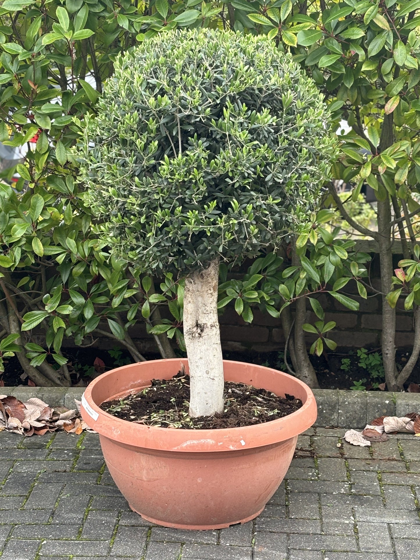 Manicured Mature Olive Tree