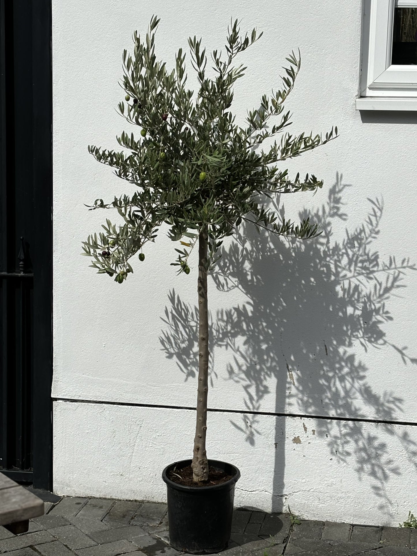 Tall Fruiting Olive Tree