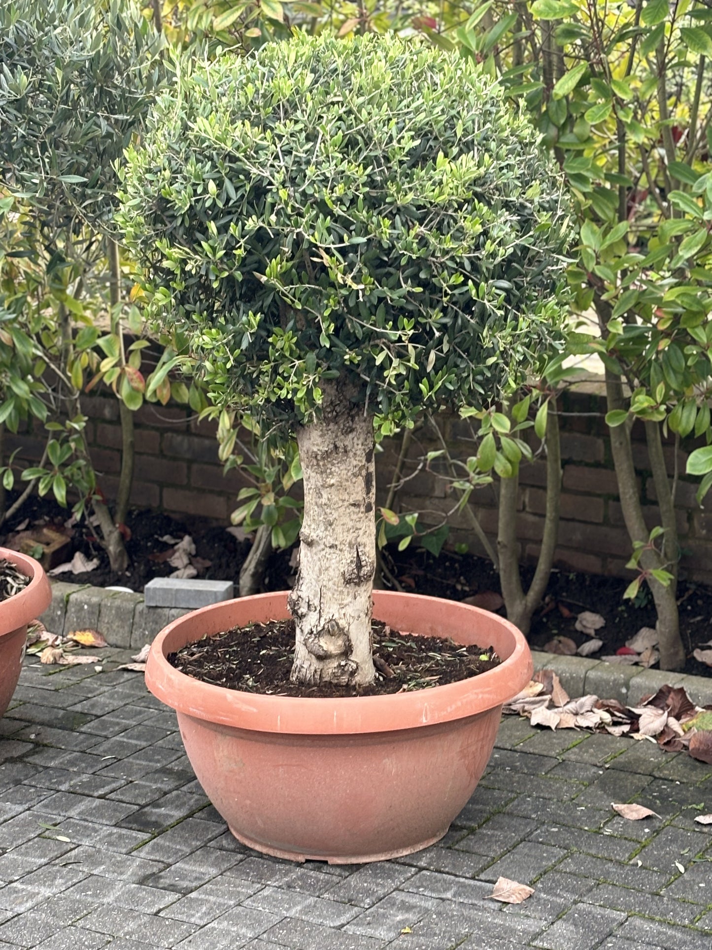 Manicured Mature Olive Tree