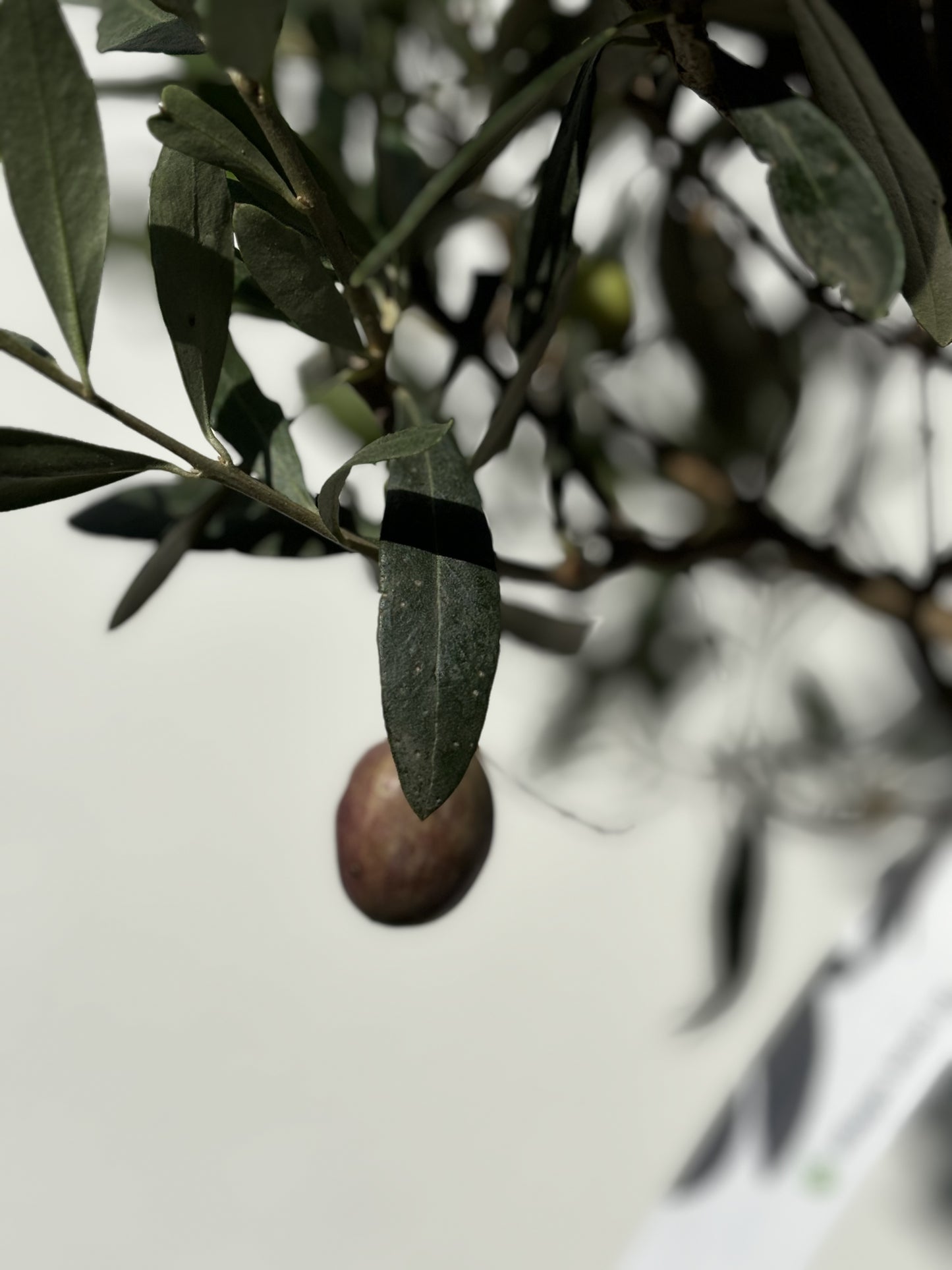 1m Tall Spanish Fruiting Olive Tree