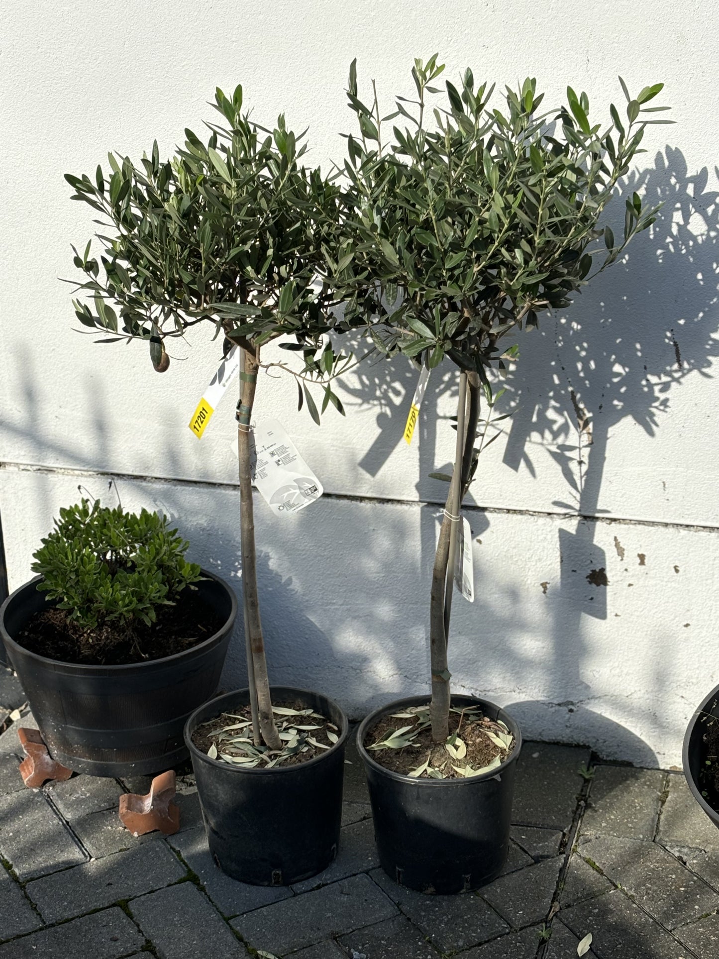 1m Tall Spanish Fruiting Olive Tree