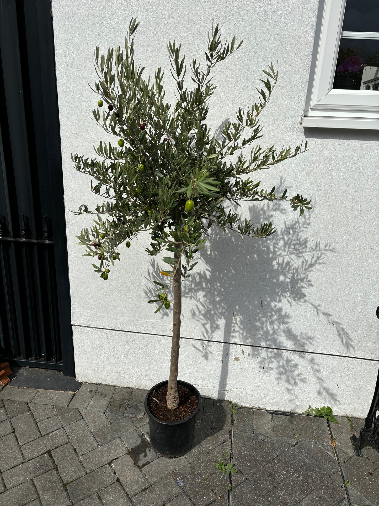 Tall Fruiting Olive Tree