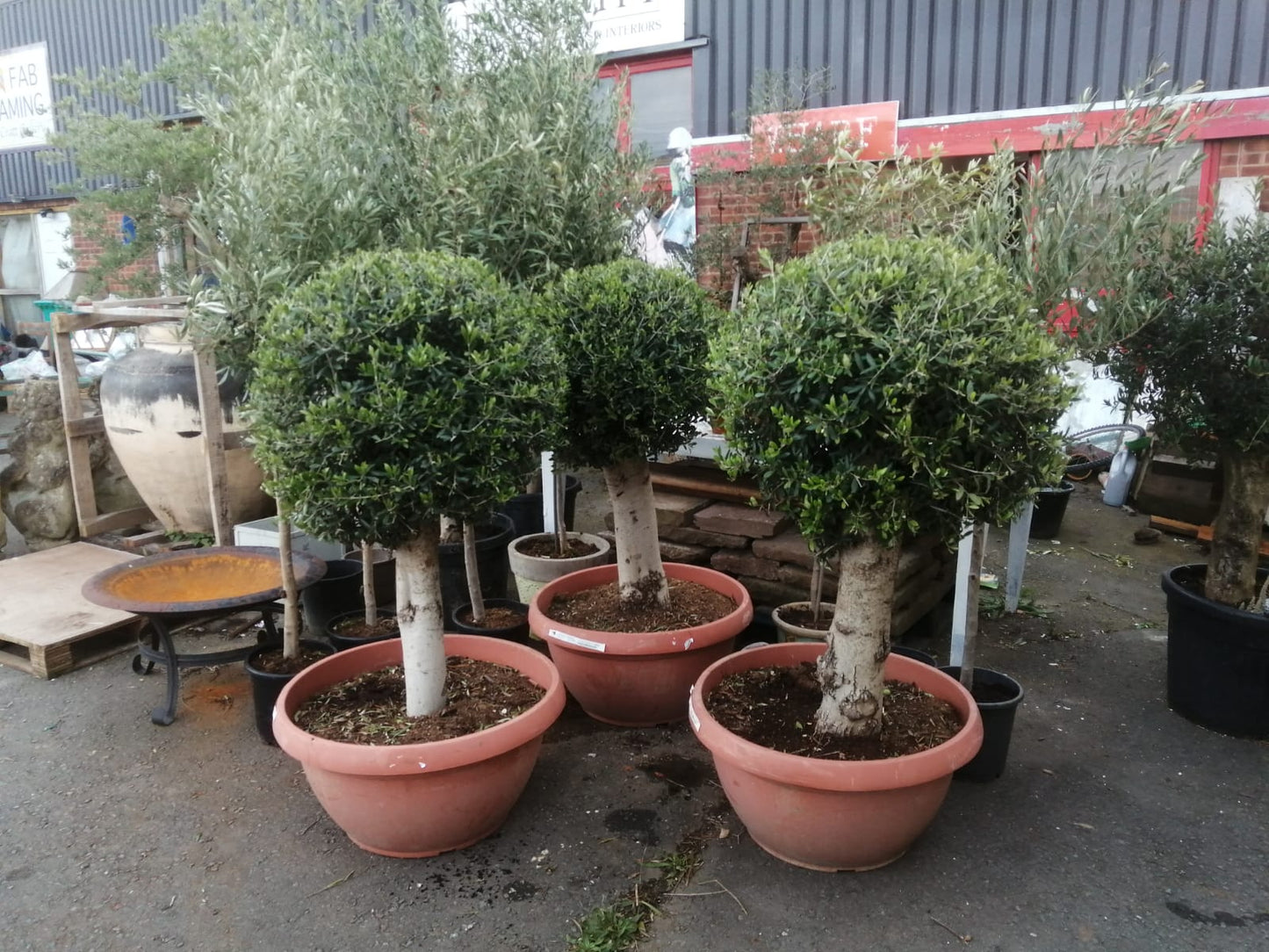 Manicured Mature Olive Tree