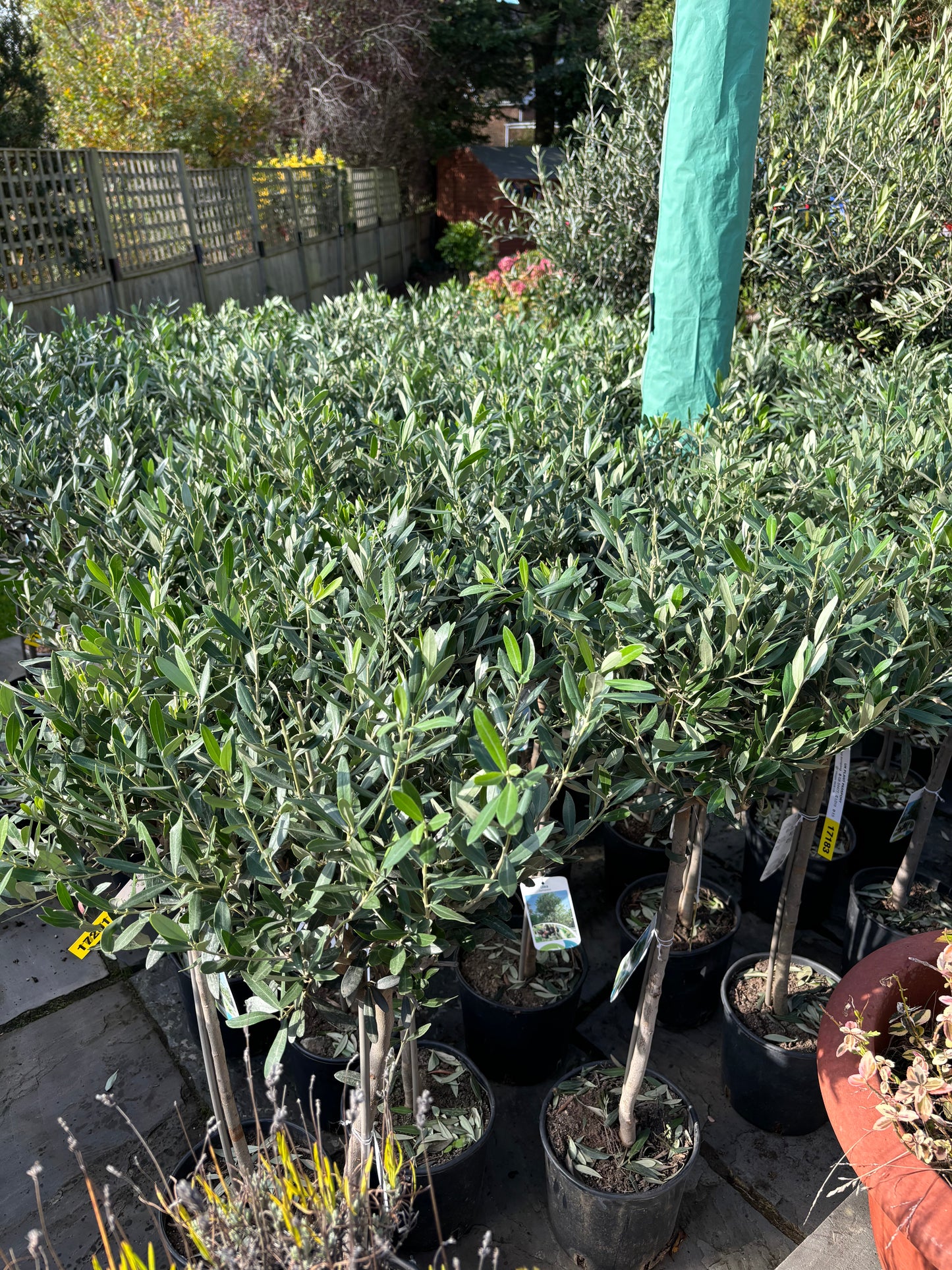 1m Tall Spanish Fruiting Olive Tree