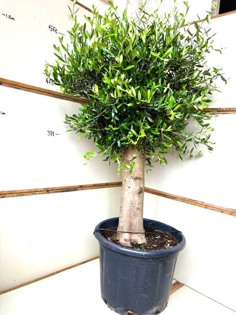 1.8+m Mature Compact Spanish Olive Tree (70 Litre)