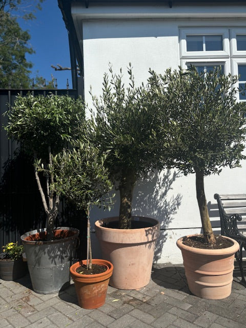 1.8+m Mature Compact Spanish Olive Tree (70 Litre)