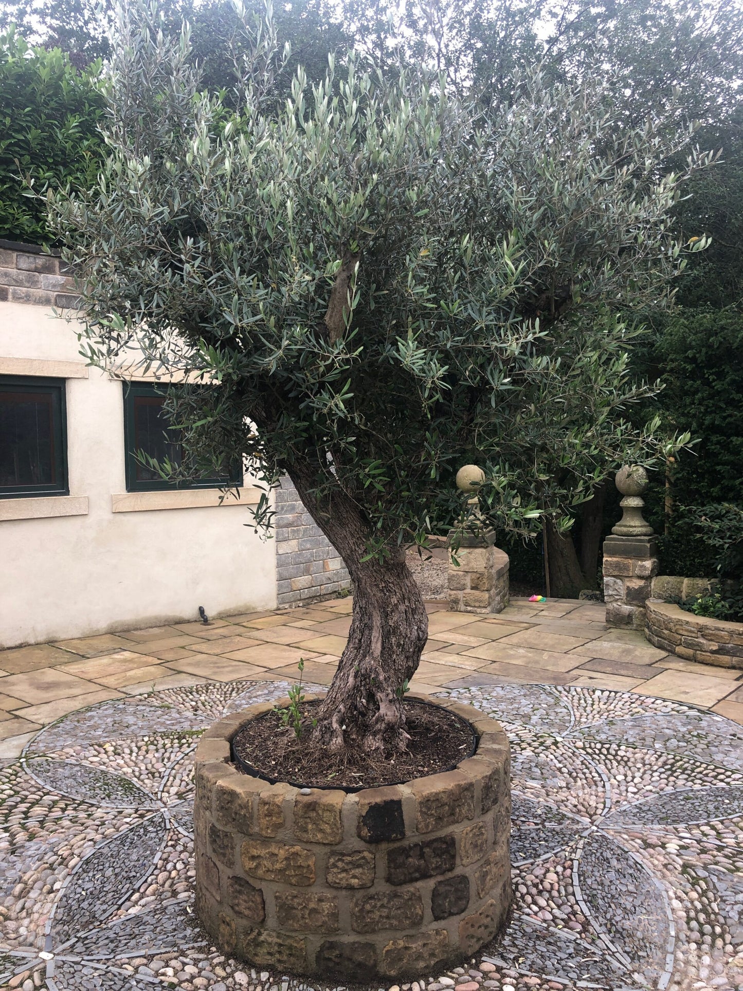 Ancient Large Olive Trees - Price on request