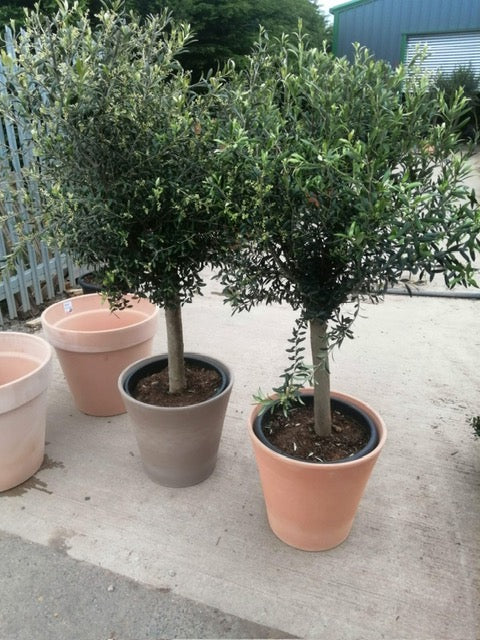 1.7m+ Spanish Olive Tree