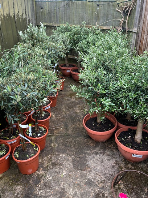 Medium sized Spanish Olive Tree - 23 Ltr